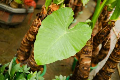 客厅最好养不容易死的植物_客厅最好养的植物排名,第11张